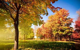 Картинка осень, опадающие, дорожка, Autumn trees, деревья, листья