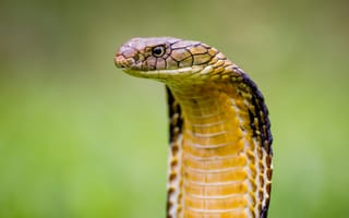 Картинка viper, snake, reptile, cobra, cobra snake