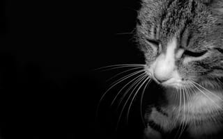 Картинка кот, настроение, тоска, черно, грусть, темнота, печаль, белое