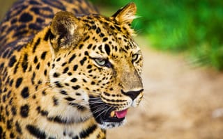 Картинка леопард, усы, взгляд, большая пятнистая кошка, морда