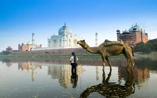 Картинка Индия, верблюд, Тадж-Махал