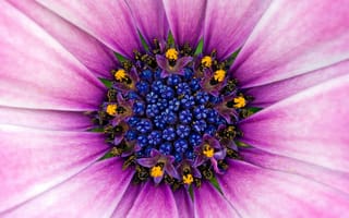 Картинка Цветок, Фиолет, Пыльца