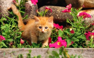Картинка cat, киска, трава, рыжий, котэ, кот, киса, цветы, котенок, кошка, камни