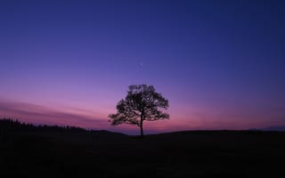 Картинка вечер, X-Pro1, Луна, дерево, небо, Fujifilm