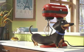 Картинка collar, Paris, wheat, mixer, The Secret Life of Pets, olive oil, apple, comedy, Dachshund, fruit, animal, cinema, massage, movie, dog, countertop, cup, kitchen, window, 2016, cartoon, pyrex, frame, curtain, graphic animation, film, Official, book, oil