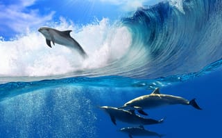 Картинка дельфины, пена, волна, море, солнце