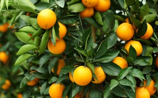 Картинка дерево, плоды, апельсин, листья, цитрус, фрукты