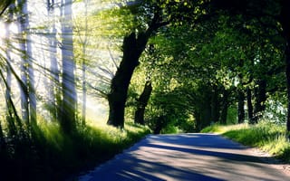 Картинка лучи, дорога, лето, солнце, свет, nature, трава, природа, деревья, кроны
