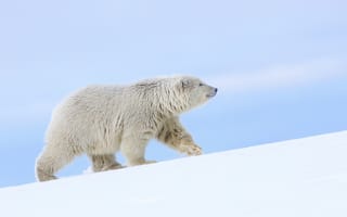 Картинка Аляска, полярный медведь, медведь, снег, белый медведь
