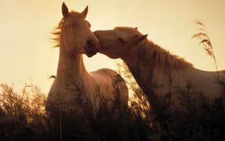 Картинка свет, лошади, grass, light, трава, кони, Животные, animals, horses