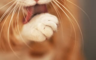 Картинка кот, умывания, кошка, лапа, котэ, розмытость, язык, усы, фокус