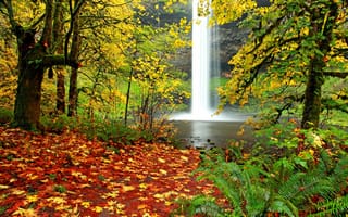 Картинка Осень, папоротник, осенние цвета, ковер из листьев, природа, листопад, листья, осенние листья, водопад, пейзаж, лес