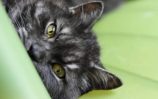 Картинка cat, кот, полосатый, macro, кошка, глаза, черный, макро