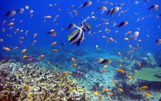 Картинка рыбы, подводный мир, кораллы, reef and fish