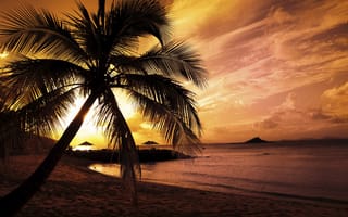 Картинка Закат, пальма, море
