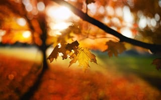 Картинка листья, осень, боке, размытость