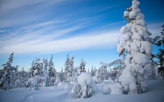 Картинка снег, лес, Лапландия, Lapland, деревья, Finland, Финляндия, зима