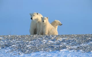 Картинка белые медведи, Север, Арктика