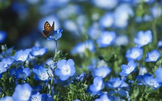 Картинка Немофила, лепестки, поле, голубые, цветы, размытость, бабочка