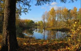 Картинка осень, лес, leaves, trees, листва, pond, деревья, autumn, forest, пруд, Nature, fall