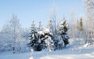 Картинка холод, зима, snow, деревья, winter, trees, Nature, снег