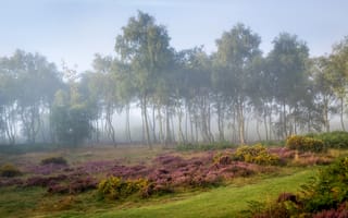 Картинка лес, Дербишир, поляна, Великобритания, Derbyshire, Пик-Дистрикт, кусты, Stanton Moor, трава, деревья, туман, утро, Peak District