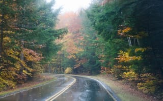 Картинка дорога, осень, Nature, лес, деревья, туман, forest, дождь