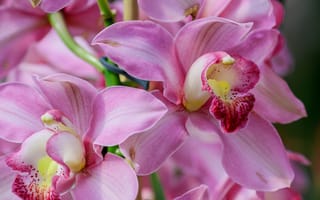 Картинка макро, орхидея, экзотика, Цимбидиум