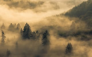 Картинка утро, лес, туман