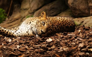 Картинка леопард, листья, лежит, взгляд, камни