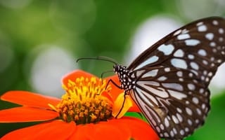 Картинка цветок, оранжевый, бабочка, фокус, крылья, крапинка, насекомое, природа