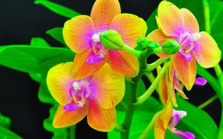 Картинка орхидеи, экзотика, бутоны, ветка