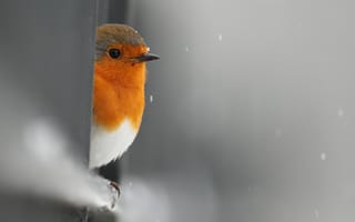 Картинка Малиновка, забор, выглядывает, снег, птица