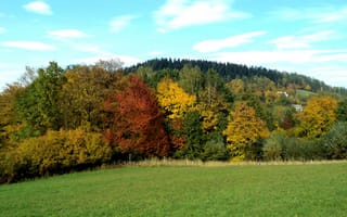 Картинка поле, осень, лес, nature, Autumn, field, природа, forest