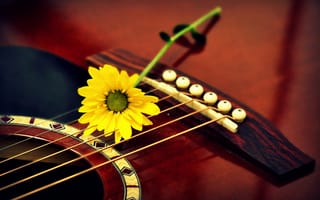 Картинка макро, цветок, гитара