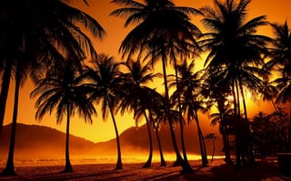 Картинка пальмы, тропики, вечер, закат