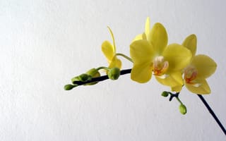 Картинка орхидеи, желтые, цветы, лепестки