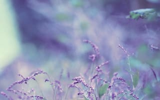 Картинка боке, bokeh, лаванда, цветок, lavender