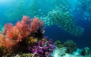 Картинка море, рыбы, кораллы, косяк, Подводный мир