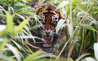 Картинка тигр, трава, хищник, клыки, пасть, ярость