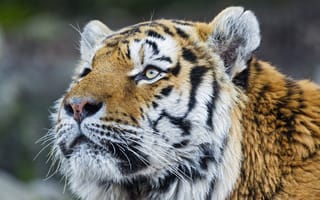 Картинка тигр, амурский тигр, ©Tambako The Jaguar, взгляд, морда, кошка