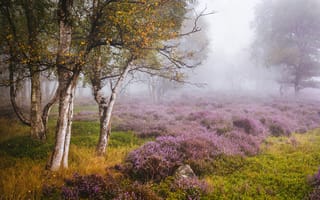 Картинка осень, деревья, Англия, берёзы, Stanton Moor, поляна, Дербишир, вереск, Peak District, England, Derbyshire, Пик-Дистрикт
