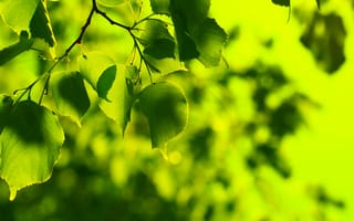 Картинка листики, leaves, листки, лето, летние, макро, spring, leaf, зеленые, свежесть, весна, листок, green macro, листочки, листья, заставки для рабочего стола, листочек, дерево, лучшие, зеленый, зелень, весенние