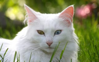 Картинка кошка, белая, кот, трава, разные глаза, газон