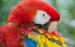 Картинка попугай, Ара, перья