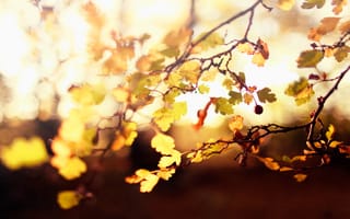 Картинка свет, плод, осень, дерево, листья, размытость, жёлтые, веточки, эффект, ягоды