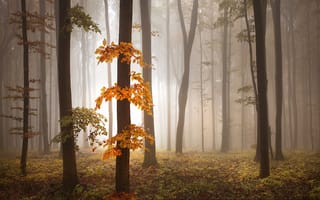 Картинка туман, осень, деревья