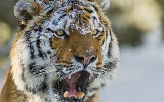 Картинка морда, снег, тигр, амурский тигр, взгляд, кошка, ©Tambako The Jaguar