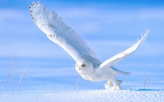 Картинка полярная сова, взлёт, сова, снег, птица, зима