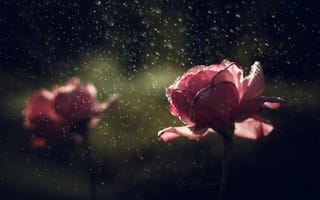 Картинка капли, цветы, розы, дождь